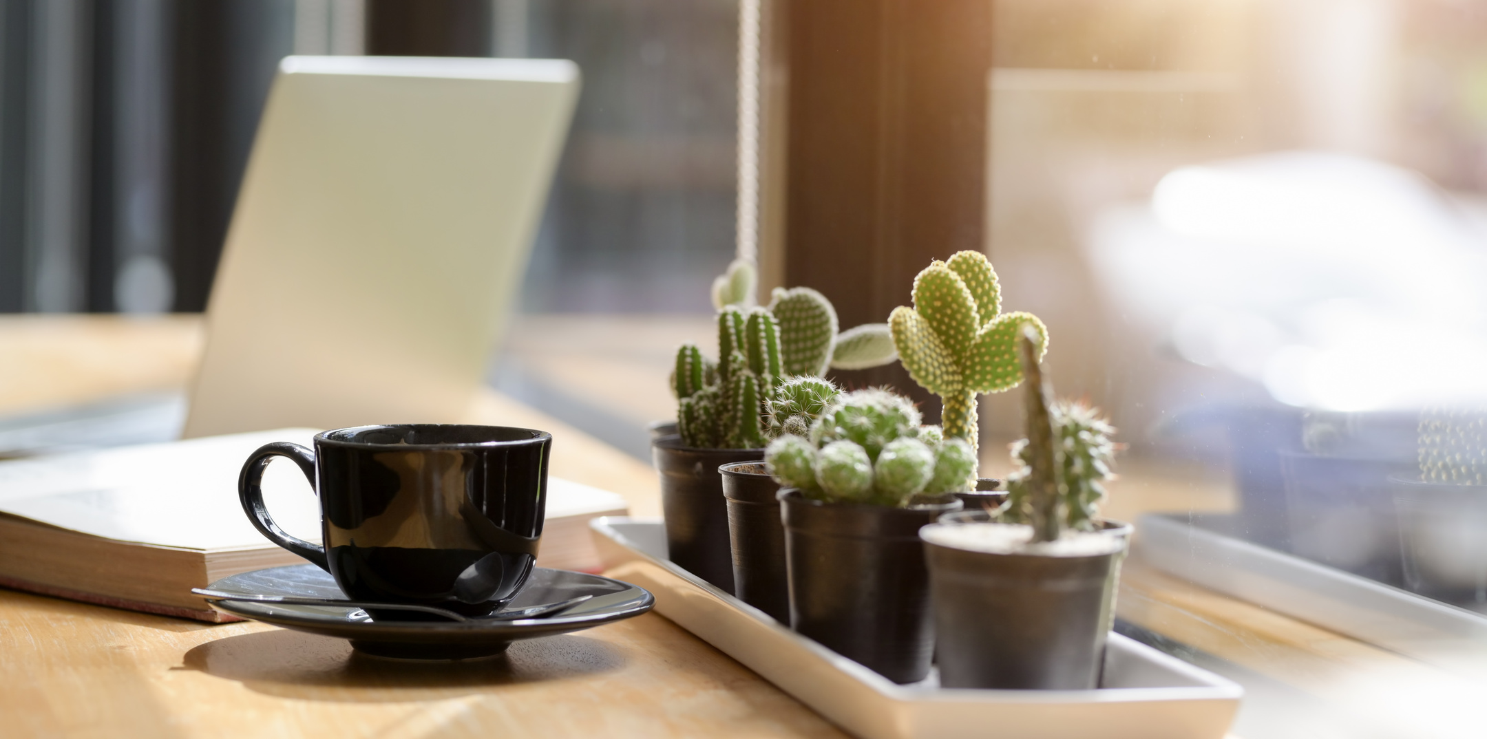 Cozy desk with potted cactuses and laptop